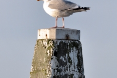 292075-Meeuw